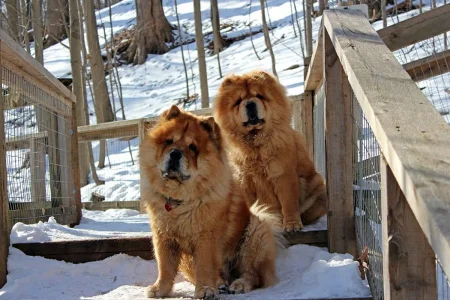 Two fluffy, ginger Chow Chows sit on a snowy wooden boardwalk in a winter forest.