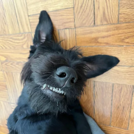 A goofy, top-down view of a black Giant Schnauzer lying on its back on a wood floor, showing its large nose, a tiny "toof" smile, and floppy ears.