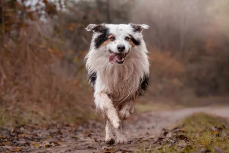 An energetic Australian Shepherd runs joyfully down a wooded trail, its tongue lolling out and fur flying as it navigates the leaf-covered path.