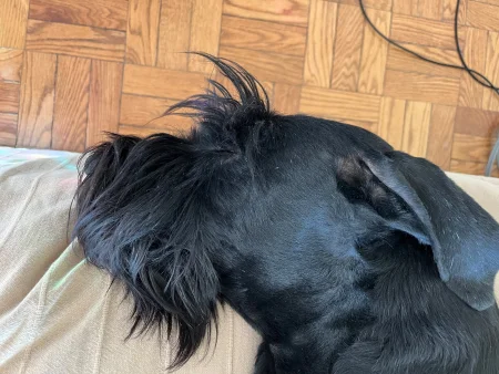 The top of a black Giant Schnauzer's head, showing its signature wiry, tufted fur and floppy ear as it rests peacefully on a tan blanket.