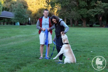 A man and woman stand on a grassy field training a Labrador on a long blue leash. The dog sits attentively while the woman gently handles its head.