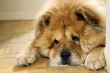 A fluffy light-brown Chow Chow rests its head on a wooden floor, looking forward with a calm but somber expression.
