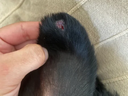 A close-up photo shows a small, bloody puncture wound on the tip of a black dog's ear, which is being held gently by a person's hand.