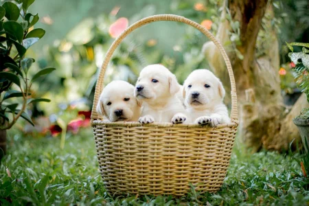 Three white Labrador Retriever puppies sit inside a woven wicker basket on a green lawn.