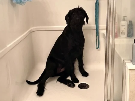 A black Giant Schnauzer sits in a white walk-in shower cabin, looking toward the camera.