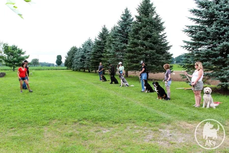 In an outdoor obedience class, two trainers on the left observe a line of owners and their dogs sitting on a grassy field next to tall evergreen trees.