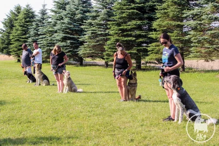 A group of people stand in a line on a grassy field, each with a dog sitting attentively by their side. Tall evergreen trees line the background.