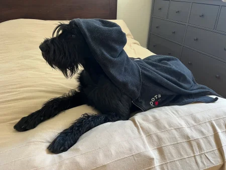 Giant Schnauzer lies on a beige bed with its head and body covered by a dark hooded sweatshirt.