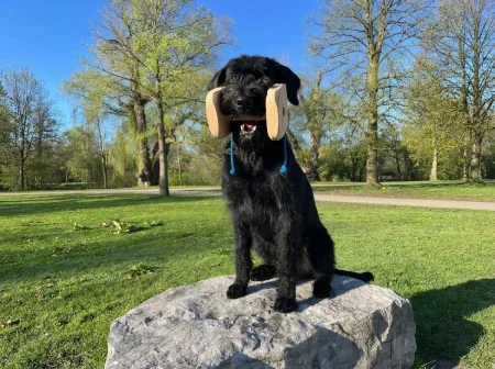 A black dog sits on a large rock in a park, holding a wooden dumbbell in its mouth.