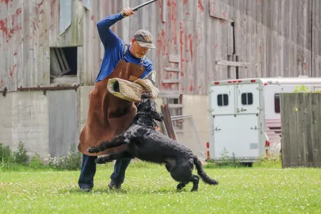 A Giant Schnauzer performing a long bite, leaping with full commitment to grip a trainer's protective sleeve at high speed.
