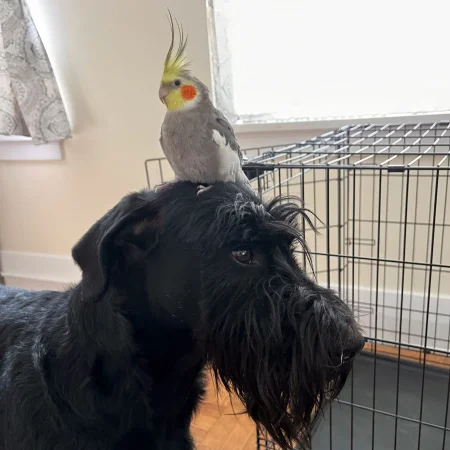 A gray cockatiel with a yellow crest and orange cheeks perched calmly on top of a black Giant Schnauzer's head.