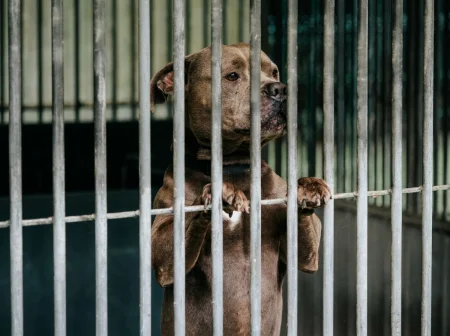 A brown pit bull-type dog standing on its hind legs behind vertical metal bars in a shelter kennel.