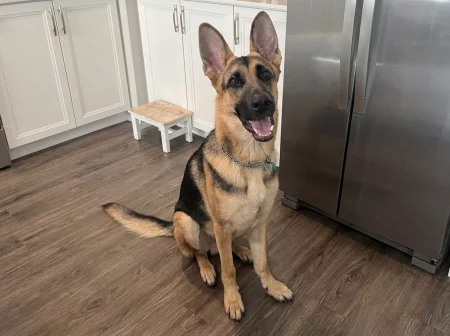 A handsome black and tan German Shepherd named Atlas sits politely in a kitchen, looking at the camera with a happy, open-mouthed expression.