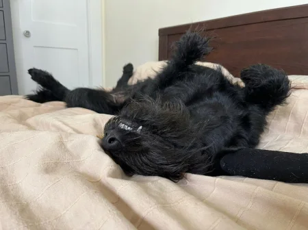 A black dog lying upside down on a bed, showing its teeth in a silly grin with paws in the air.