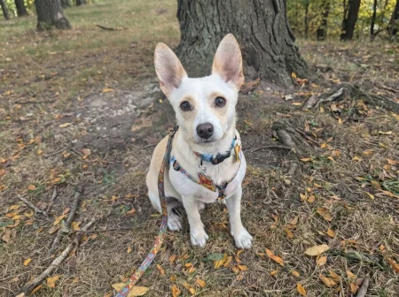 A cream-colored Pomeranian-Chihuahua mix named Lorenzo sits attentively on a leaf-strewn path in a wooded area, wearing a colorful harness and leash.