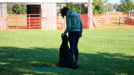 A person in a green hoodie training a black dog in a grassy field with a rustic wood barn in the background.