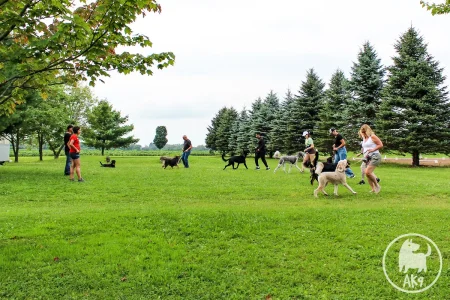 Group dog training class in an outdoor grassy field.