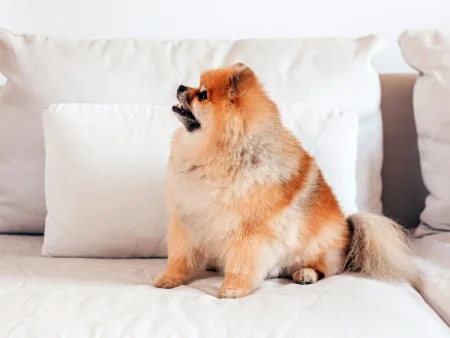 A small, fluffy tan Pomeranian sitting on a white sofa with its mouth slightly open in a bark or snarl,