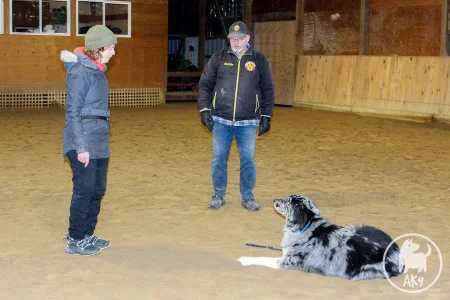 Izzy, a merle-colored dog, maintains a calm and focused long "down" on the sand of an indoor arena while her owner and trainer Bernie stand at a distance.