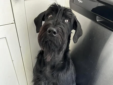 A close-up of a black Giant Schnauzer looking up with an attentive, soulful expression, showcasing its characteristic beard and dark eyes.