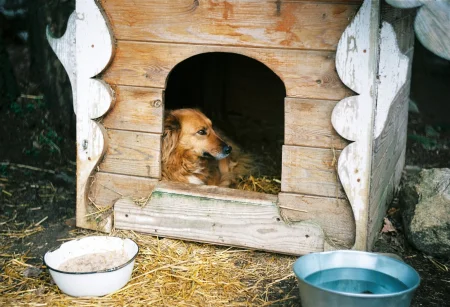 A medium-sized, long-haired brown dog rests inside a decorative wooden doghouse lined with straw, with a bowl of food and a bucket of water placed in front.