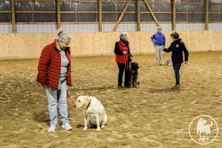 A group of people training their dogs in an indoor dirt arena, featuring a yellow Labrador in the foreground.