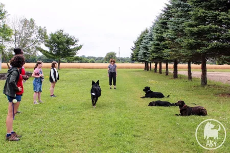 A trainer observes a dog successfully performing a recall command by running straight to its owner outdoors.