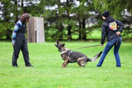 A German Shepherd in a high-drive guarding posture during a controlled training session on a field.