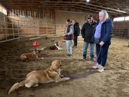 Dogs keeping a "down" position with their handlers standing in front of them
