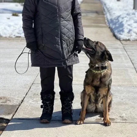 A German Shepherd dog in "heel" position looking at its owner