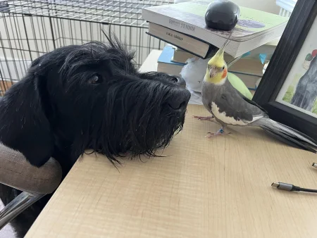 A Giant Schnauzer dog sniffing a cockatiel