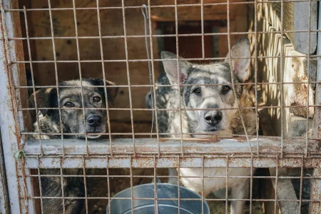 Two dogs standing inside a wire kennel at a dog shelter