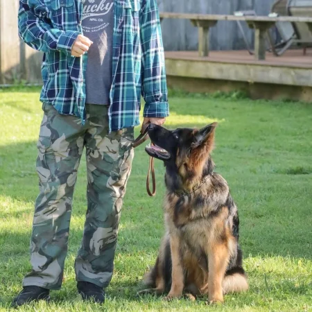 A German Shepherd puppy attentively looking at its owner