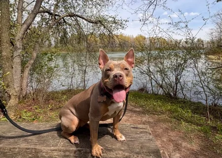 A happy, muscular fawn-colored dog with large upright ears sits smiling on a wooden bench in front of a scenic lake surrounded by trees.