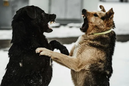 Two dogs fighting with each other