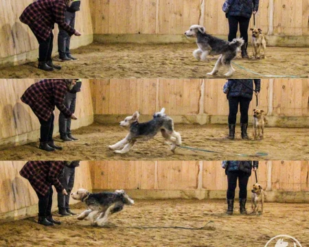 A collage that depicts a dog happily running to its owner