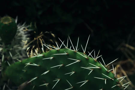 An image of a cactus