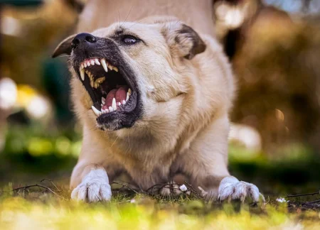 A growling dog with bared teeth
