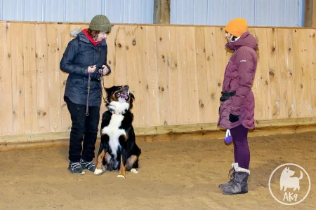 Bernese Mountain Dog and its owner listening to a dog trainer's instructions