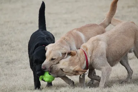 Three off-leash dogs competing over one toy