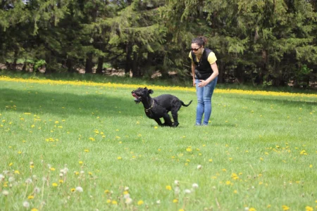 A Giant Schnauzer performing a send-out command