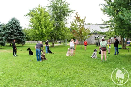 A group of dog handlers facing their dogs are standing in a circle