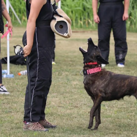 A dog barking at a person holding a biting sleeve