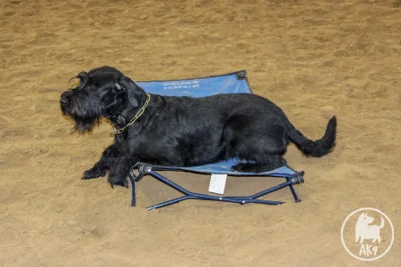 A Giant Schnauzer dog laying on a raised bed