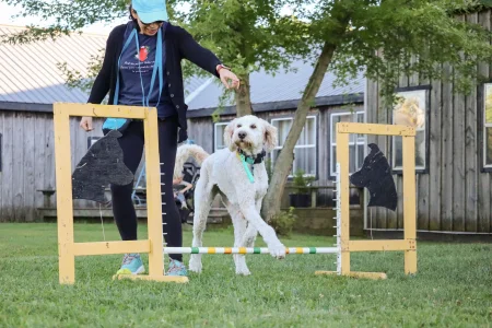 A big white dog stepping over an Agility jump