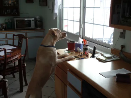 Dog put its feet on the counter and is looking through the window