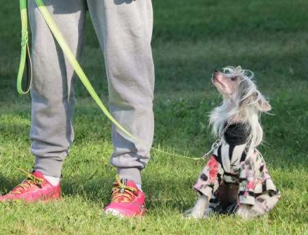 A small Chinese Crested Dog is sitting next to its owner and attentively looking at them