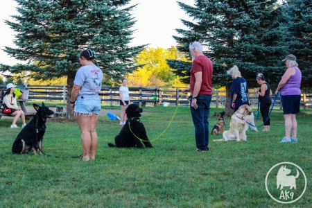 Three dogs sitting in front of and attentively looking at their owners