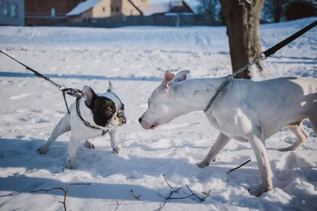 Two on-leash dogs pulling towards each other