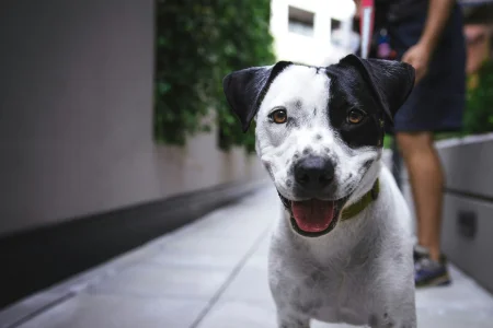 A white-and-black dog looking into the camera